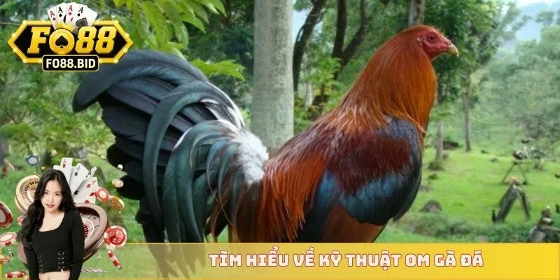 Hướng Dẫn Các Cách Om Gà Đá Chuẩn Lì Đòn Và Khỏe Mạnh 2 Tìm hiểu về kỹ thuật om gà đá