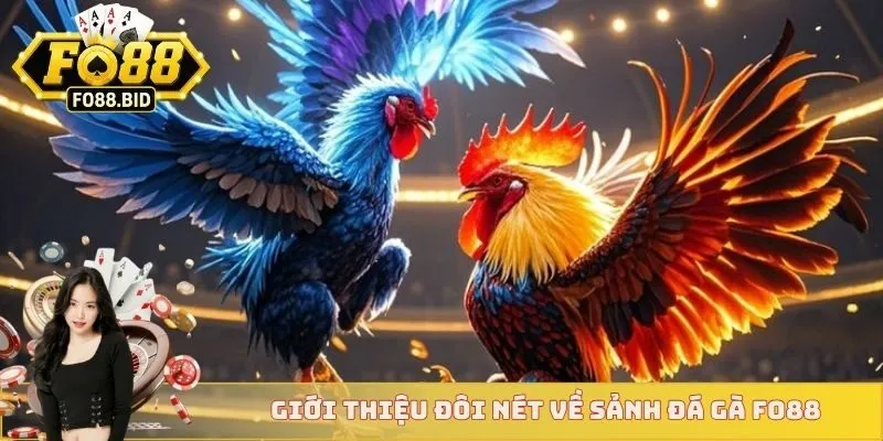 Giới thiệu đôi nét về sảnh đá gà FO88