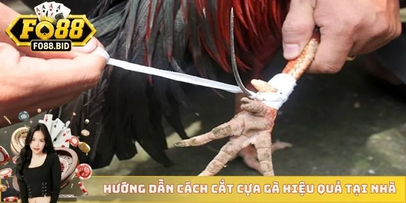 Thuật Ngữ Đá Gà Cơ Bản Áp Dụng Cho Mọi Sư Kê Mới Nhất 3 Những thuật ngữ đá gà cơ bản nên trải nghiệm ngay