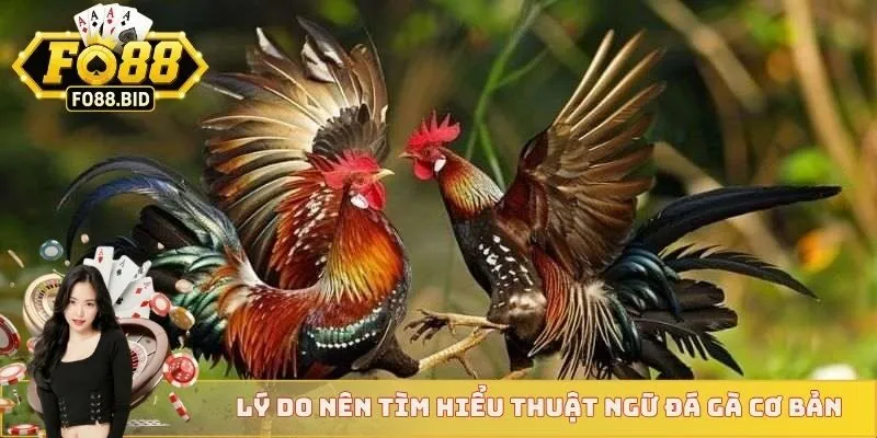 Thuật Ngữ Đá Gà Cơ Bản Áp Dụng Cho Mọi Sư Kê Mới Nhất 2 Lý do nên tìm hiểu thuật ngữ đá gà cơ bản