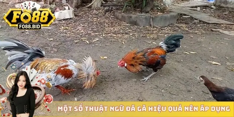 Thuật Ngữ Đá Gà Cơ Bản Áp Dụng Cho Mọi Sư Kê Mới Nhất 4 Một số thuật ngữ đá gà hiệu quả bạn nên áp dụng