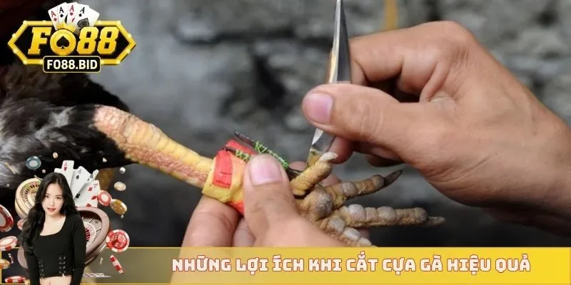 Cách Cắt Cựa Gà Chuẩn Xác Nhất Dành Cho Các Sư Kê 3 Những lợi ích khi cắt cựa gà hiệu quả