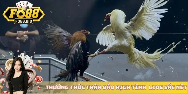 Thưởng thức các trận đấu kịch tính qua livestream sắc nét